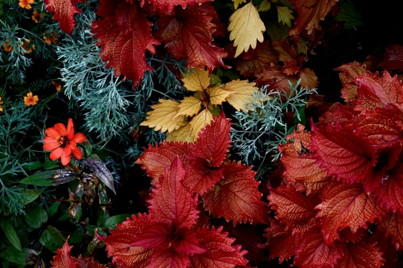 many different types of leaves and flowers are scattered together