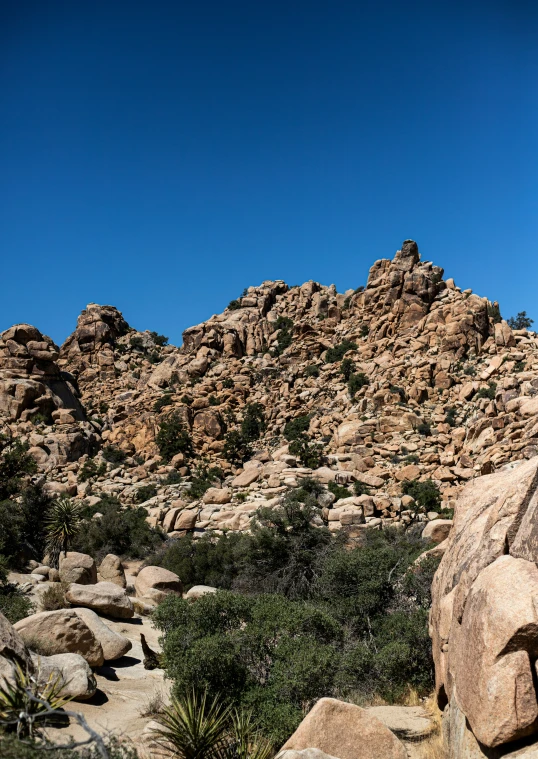 the rocks have very tall bushes growing up them