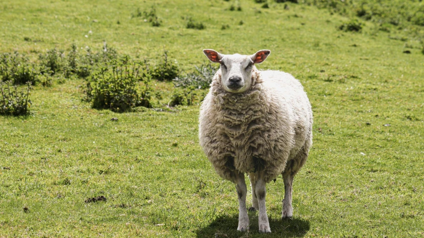 a large sheep standing on a lush green field