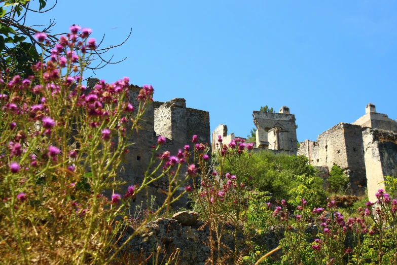 a bunch of flowers are in front of the castle