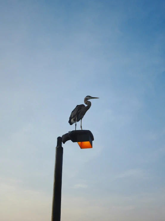 a heron perches on top of a street lamp