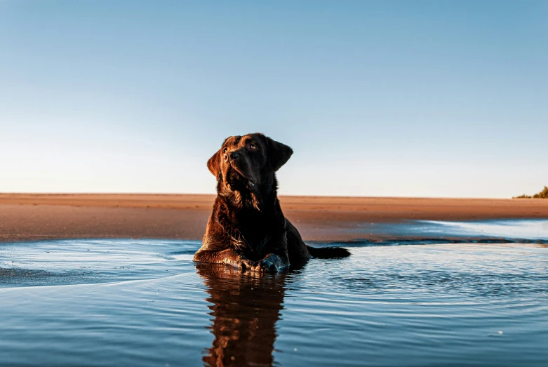 a dog sitting in the water in a beach