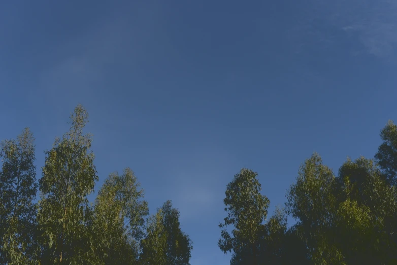a clear sky over some tall green trees