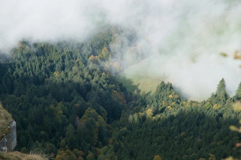 a forested area covered in fog with trees