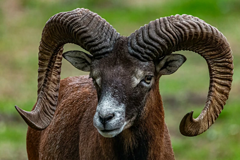 an adult ram with curved horns on a green background