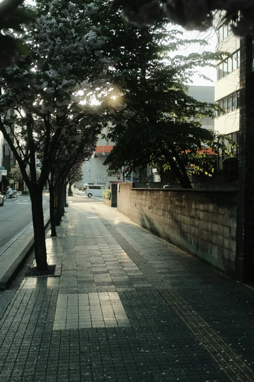 trees are along the sidewalk in a city