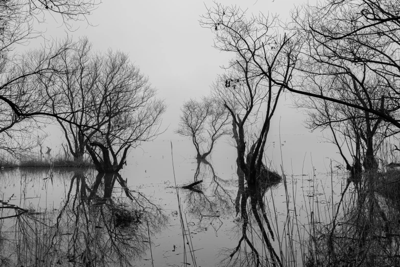 several small trees on the side of a body of water