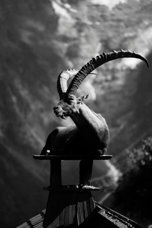 an animal on a platform with mountains in the background