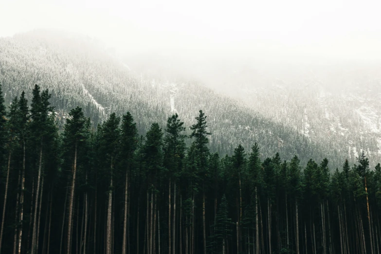 a forest filled with tall trees next to a mountain