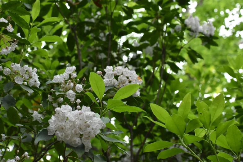 a cluster of flowers are growing from a green tree