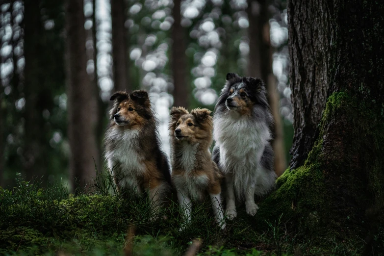 three dogs standing in the woods looking