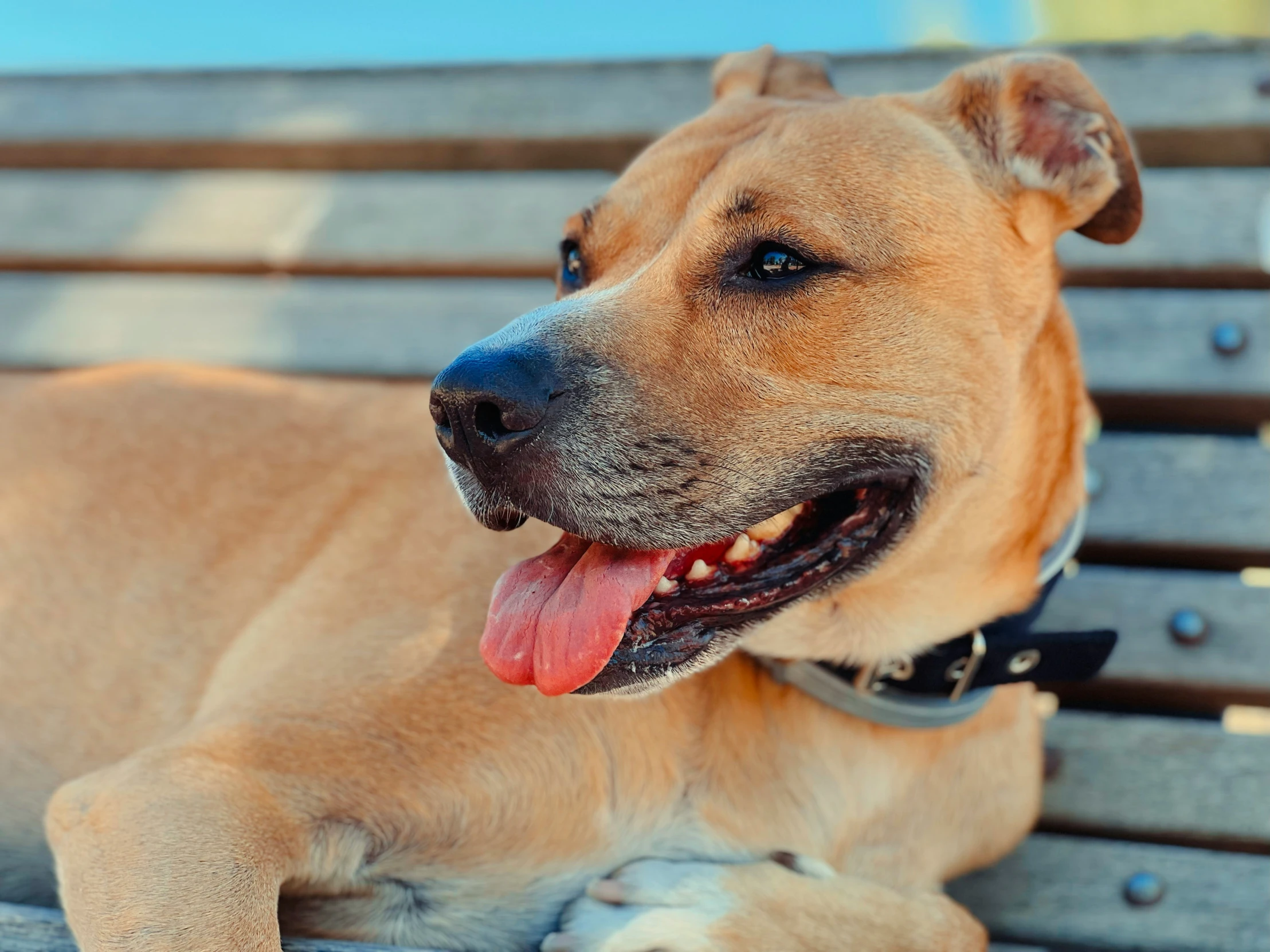 a dog on a bench with its tongue out