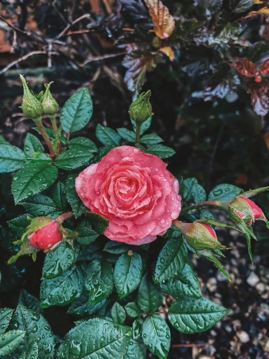 pink flowers are blooming in the dark