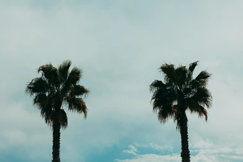 two palm trees that are in front of a cloudy sky