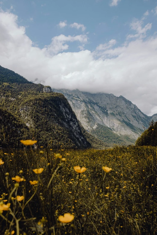 a mountain is behind the yellow flowers