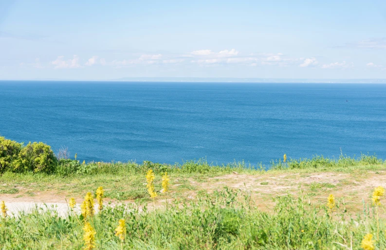 two giraffes standing on an open grassy field by the water