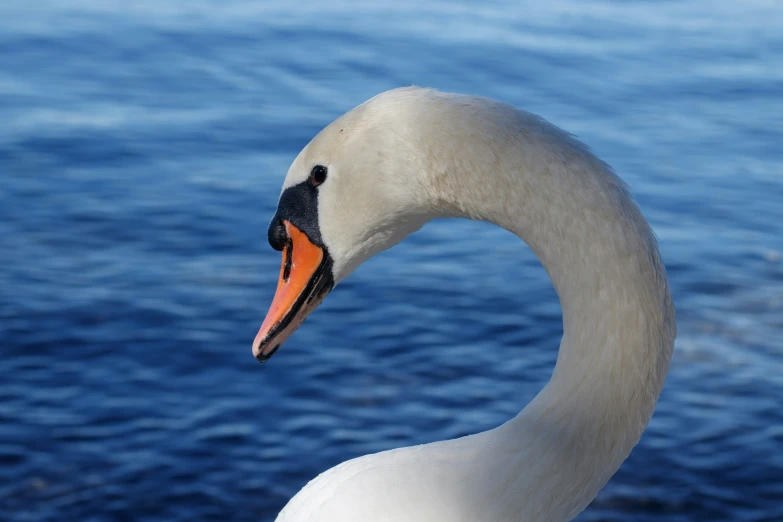 a close up of a swan with an orange bill