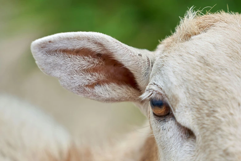 the ear and ears of an animal are tan