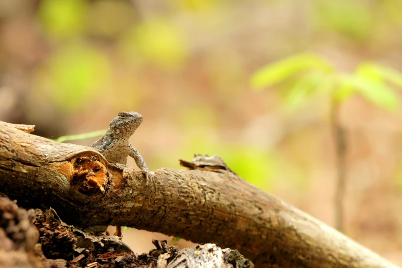 a lizard sits on a nch in the woods