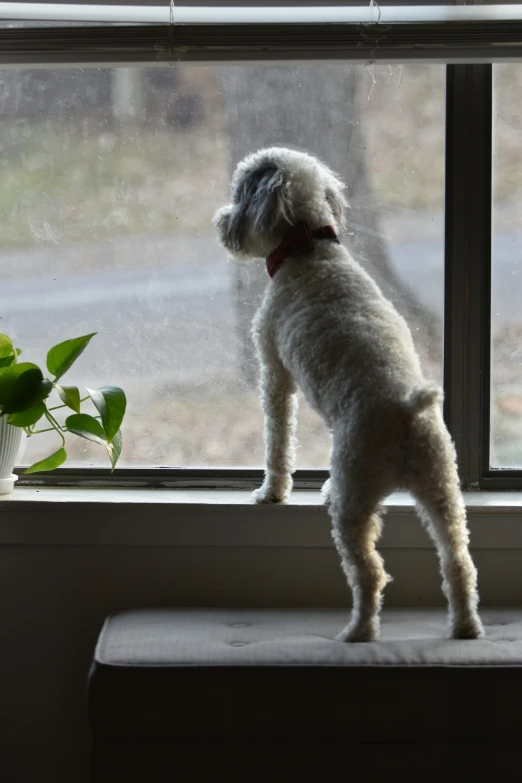 a dog stands on a window sill looking out