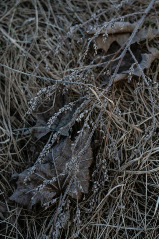 an old, dried leaf lies on a pile of grass