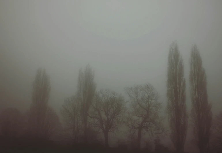 a foggy landscape with trees and flying plane