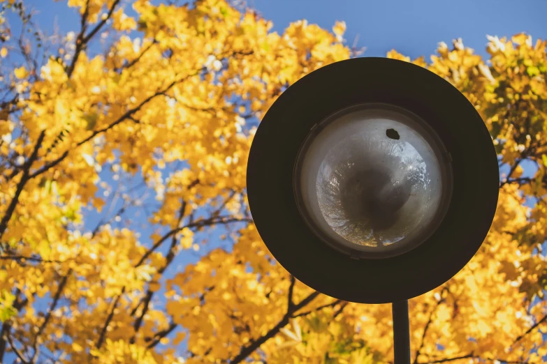 the top of a traffic light is seen in front of yellow tree leaves