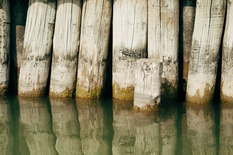 several pieces of wood sticking out of water