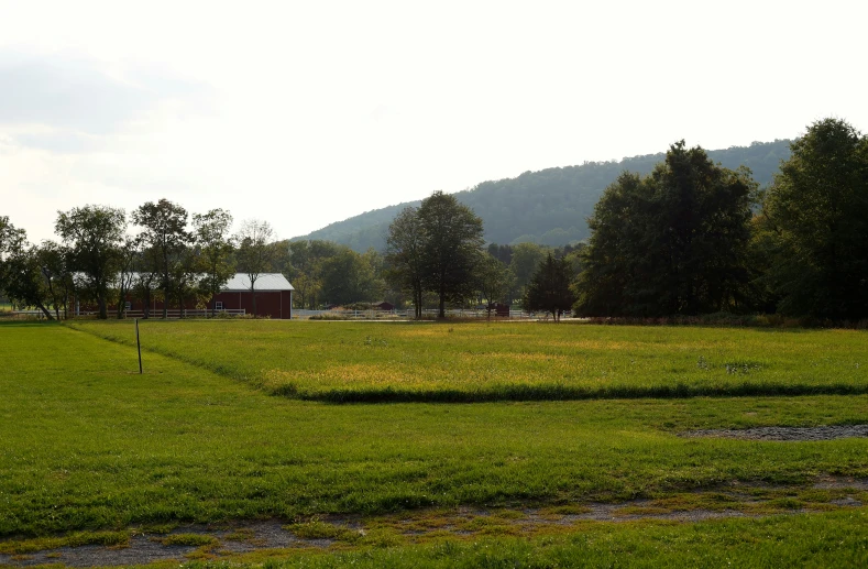 a grassy field with several trees in the distance