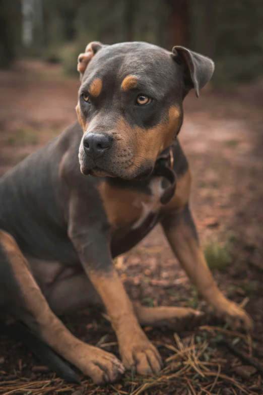 an old brown and black dog sitting in the woods