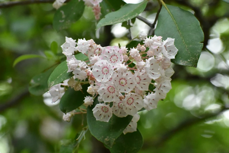 flowers and leaves are growing on a nch