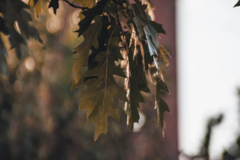 a picture of some leaves hanging from a tree