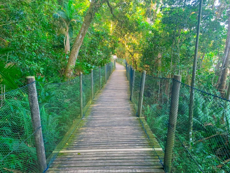 a wooden pathway is surrounded by trees and bushes