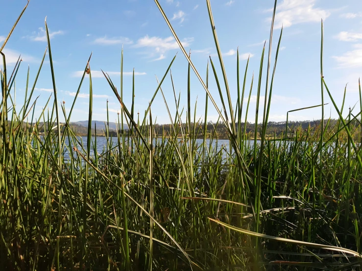 tall grass in the foreground with the water below