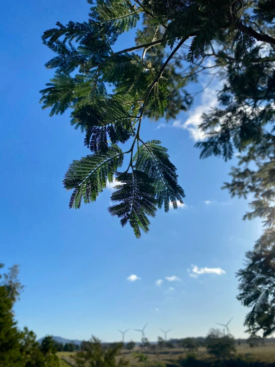 the small airplane is sitting in the treetops