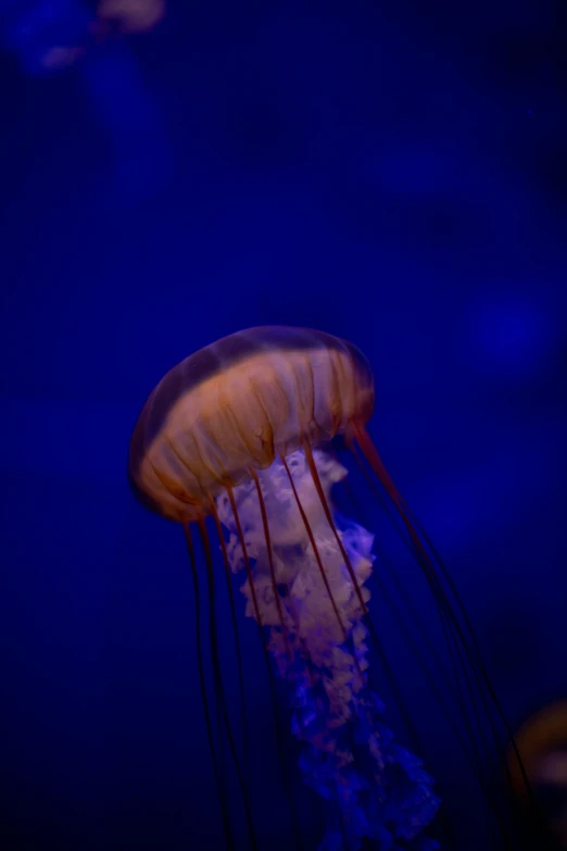 an unusual looking jellyfish in a blue lit sea water