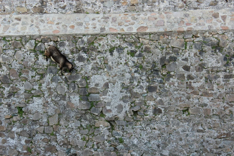 two animals on a stone wall that looks like moss