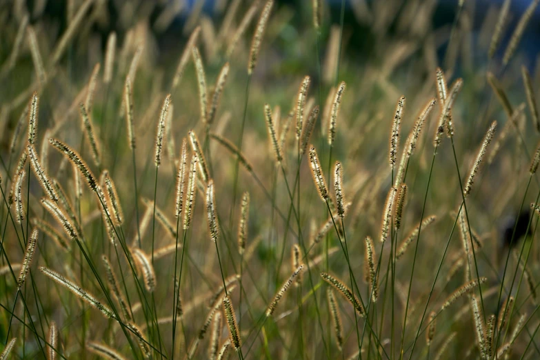 an image of a grass in the wind
