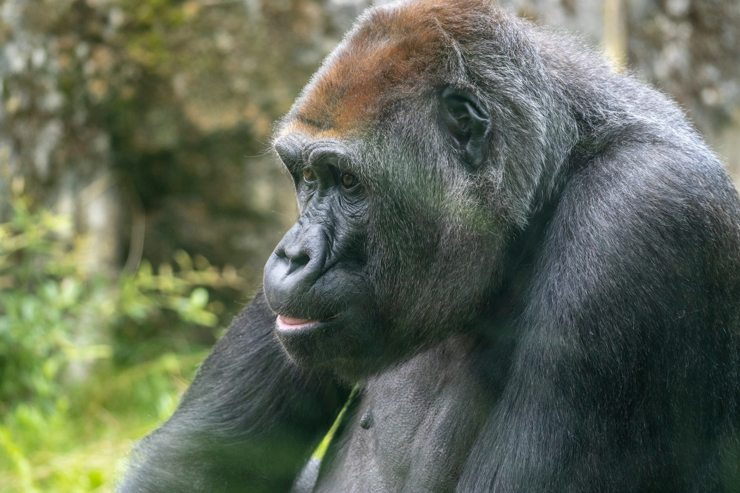 an adult gorilla looks intently into the camera lens