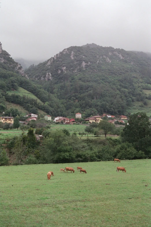 cows grazing in grassy field with mountains in background