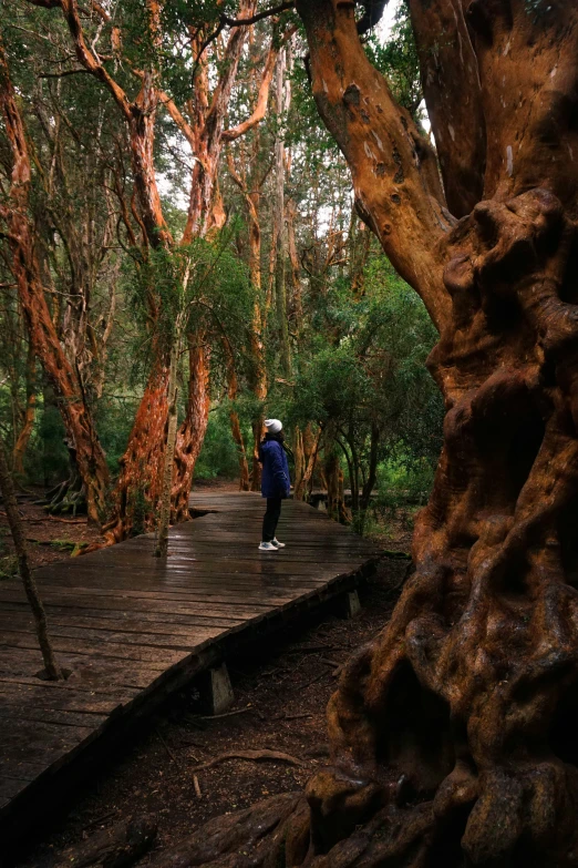 people on a wooden deck between two trees