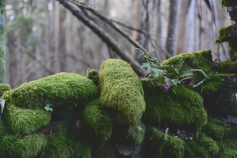 a group of moss growing on a wall in the woods