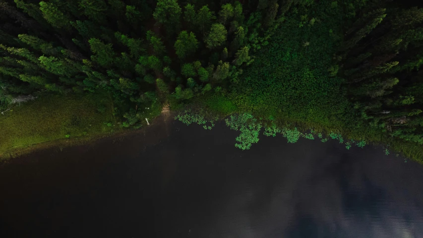 view of an aerial s of trees from above