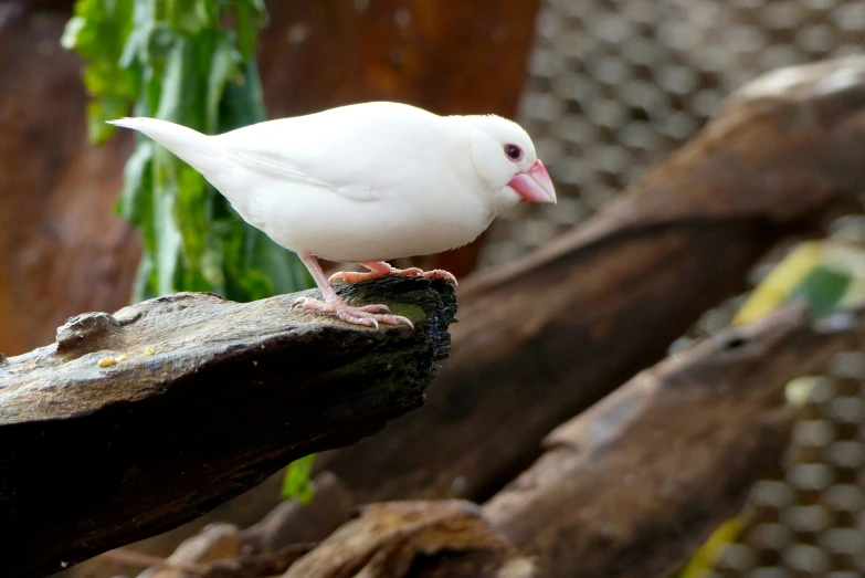 a white bird standing on a nch looking for food