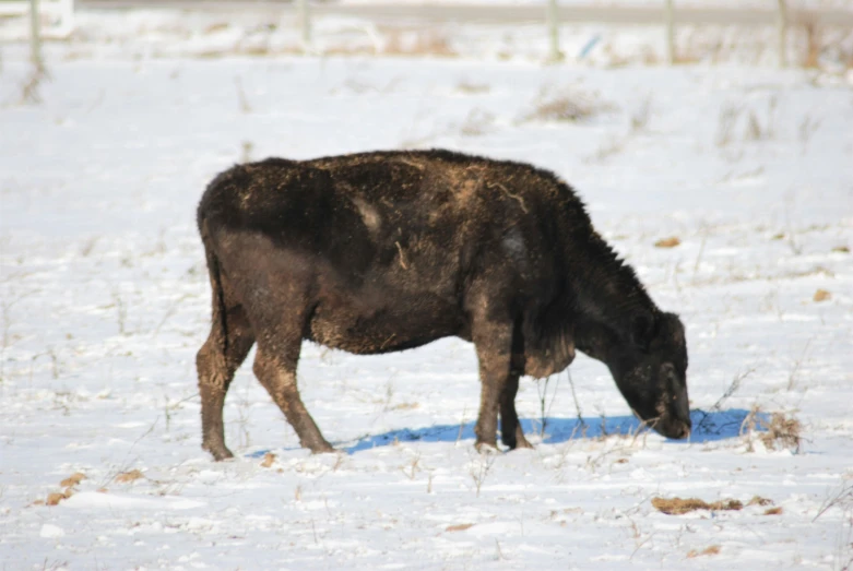 a bison standing in snow eating soing on the ground