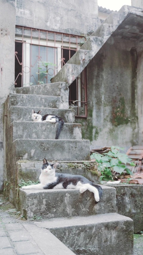 a couple of cats that are laying down on some steps