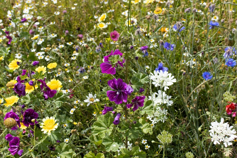 there are many different types of wildflowers in this field