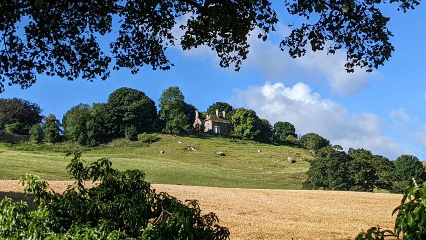 a field with many trees and animals in the grass