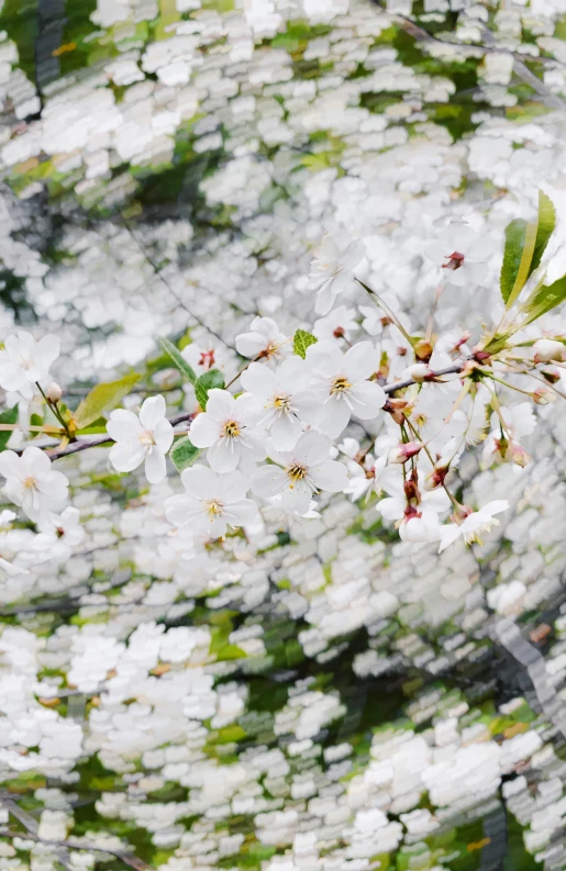 a white flower is blooming on the nch of a tree