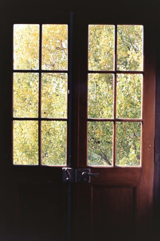 a open window to leaves and the leaves outside